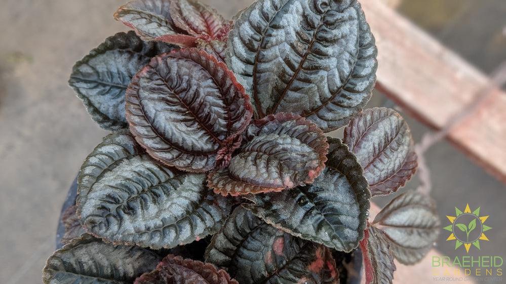 Pilea Norfolk