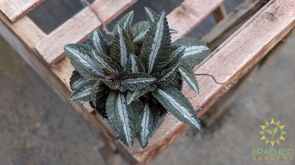 Pilea Silver Tree (Pilea involucrata)