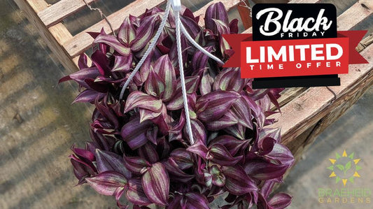 Large Zebra Wandering Jew - Hanging Basket