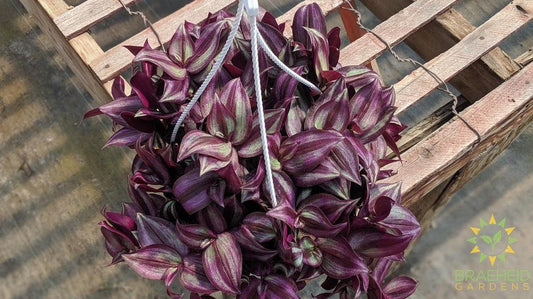 Large Zebra Wandering Jew - Hanging Basket