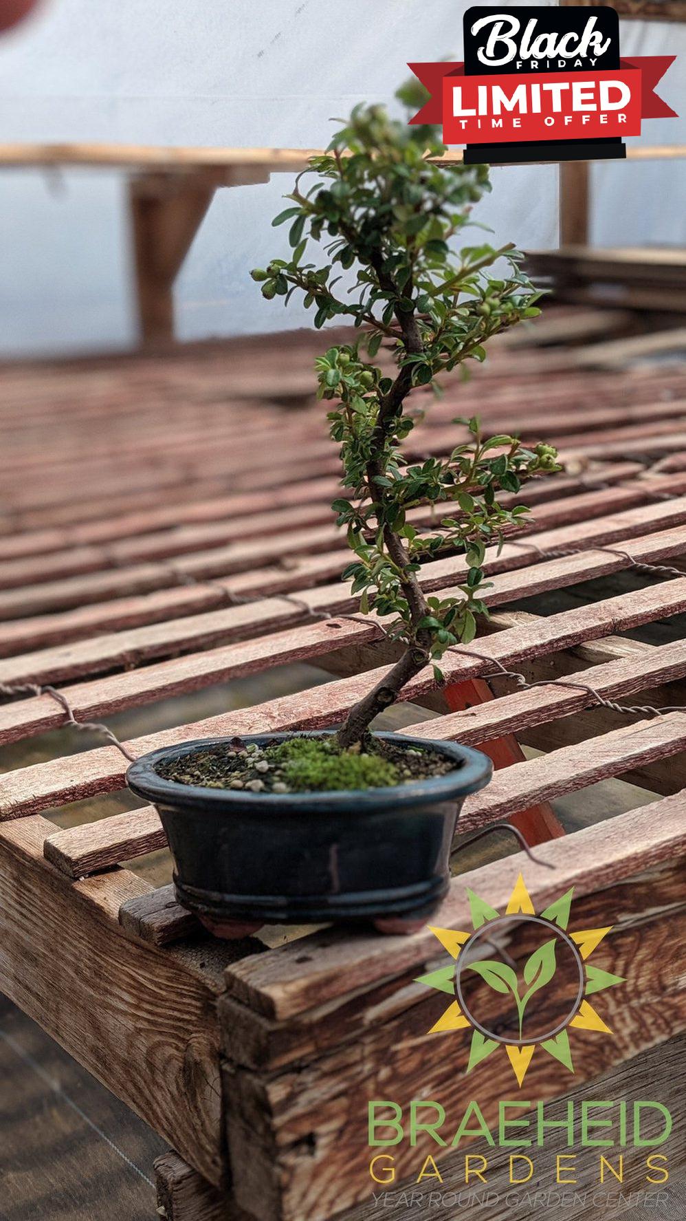 Cotoneaster S Shaped Bonsai