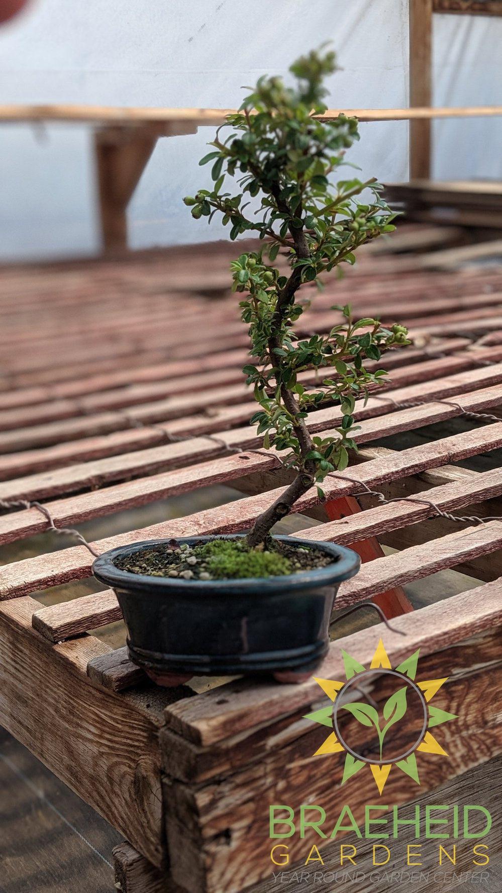 Cotoneaster S Shaped Bonsai