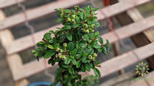 Cotoneaster S Shaped Bonsai