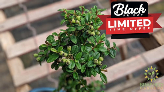 Cotoneaster S Shaped Bonsai