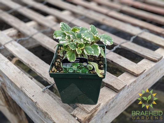 Plectranthus 'Variegated'