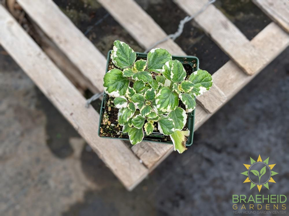 Plectranthus 'Variegated'
