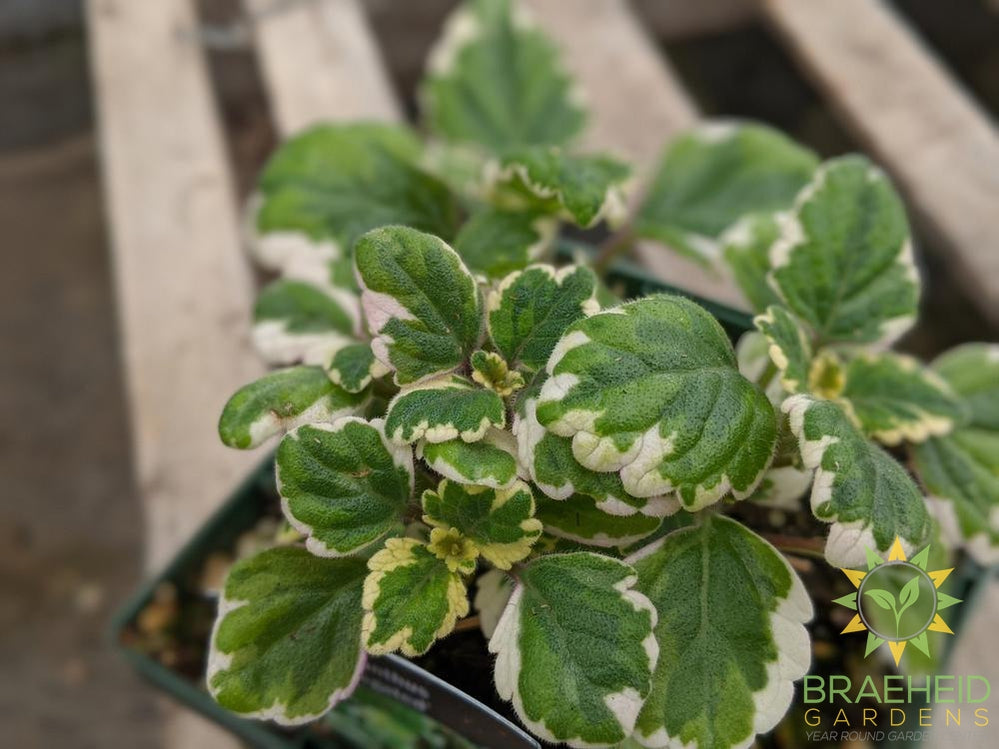 Plectranthus 'Variegated'