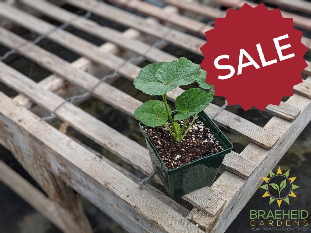 Hollyhock 'Blacknight' - NO SHIP -