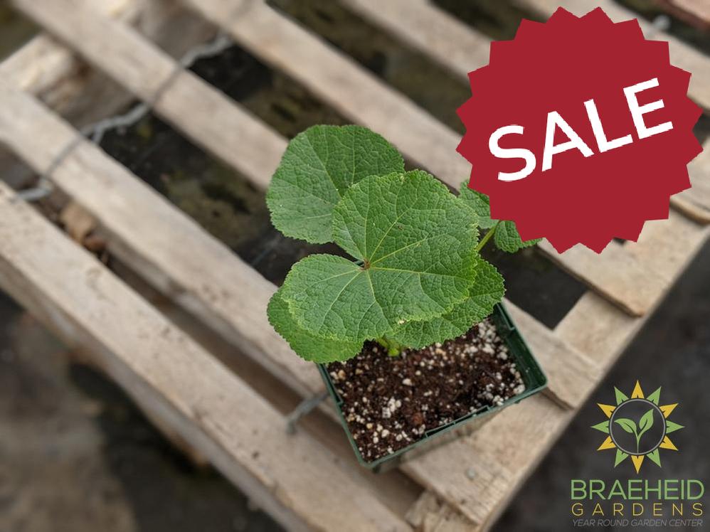 Hollyhock 'Blacknight' - NO SHIP -