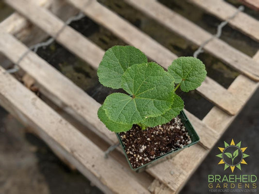 Hollyhock 'Blacknight' - NO SHIP -