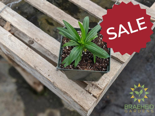 Obedient Plant 'Miss Manners' - NO SHIP -