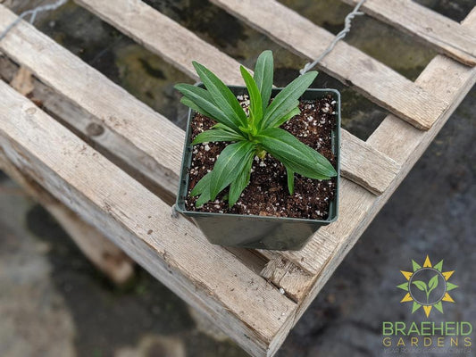 Obedient Plant 'Miss Manners' - NO SHIP -