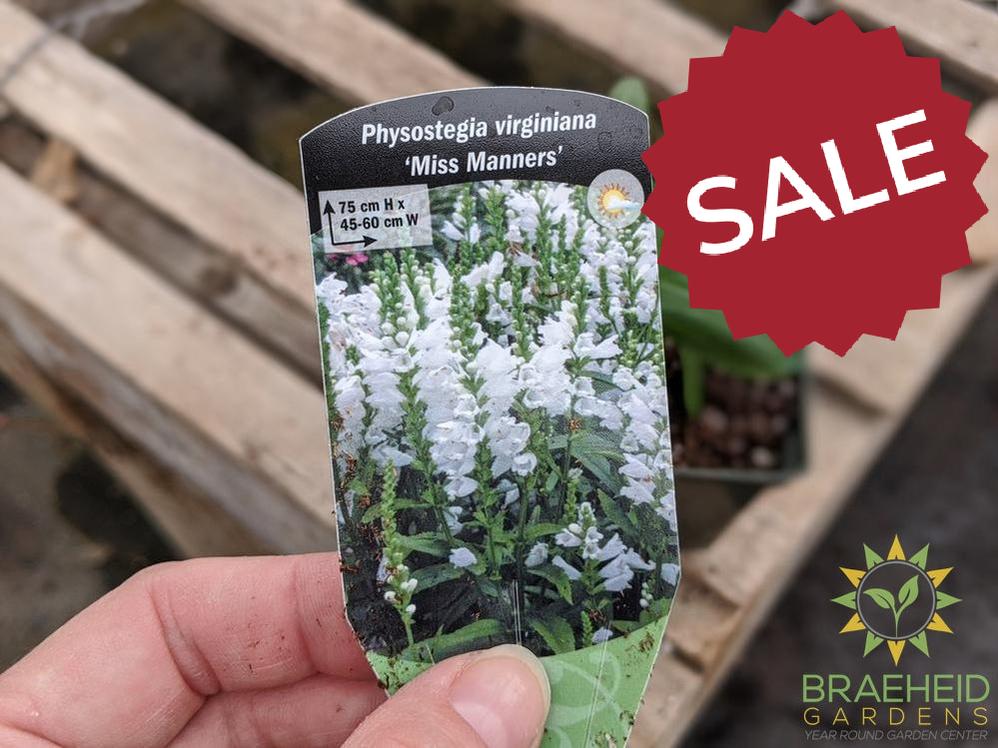 Obedient Plant 'Miss Manners' - NO SHIP -