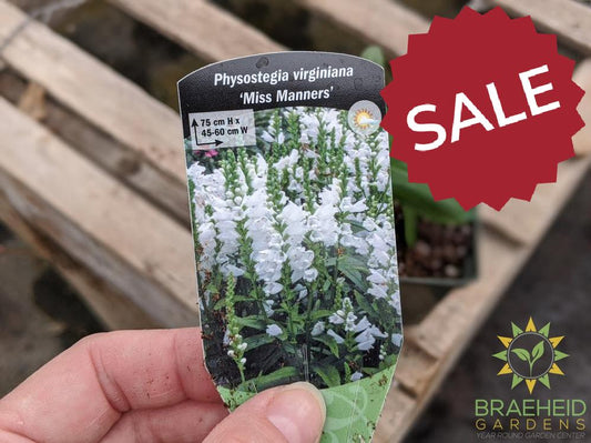 Obedient Plant 'Miss Manners' - NO SHIP -