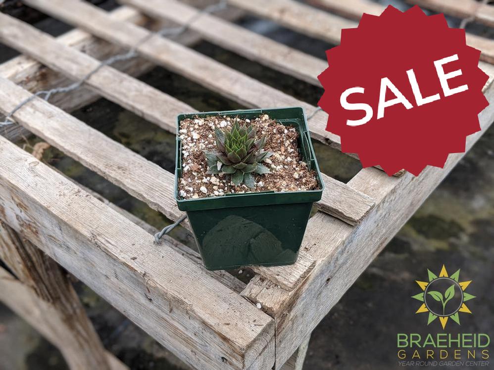 Sempervivum 'Red Beauty'