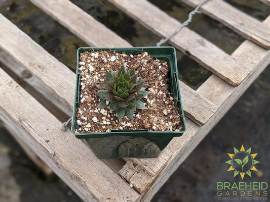 Sempervivum 'Red Beauty'