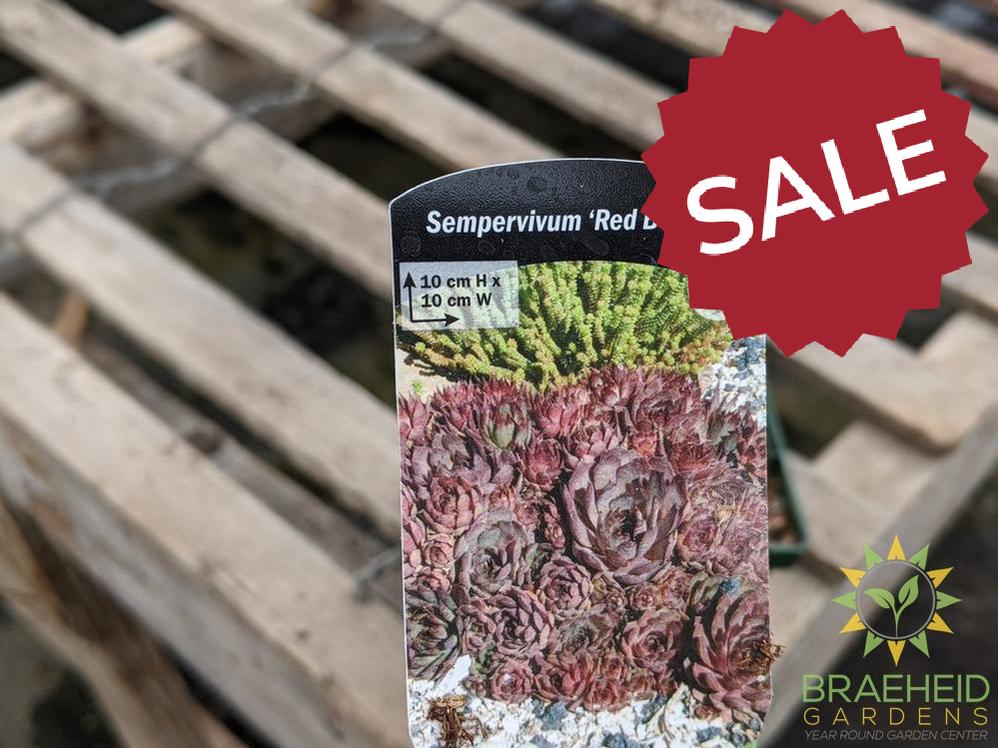 Sempervivum 'Red Beauty'