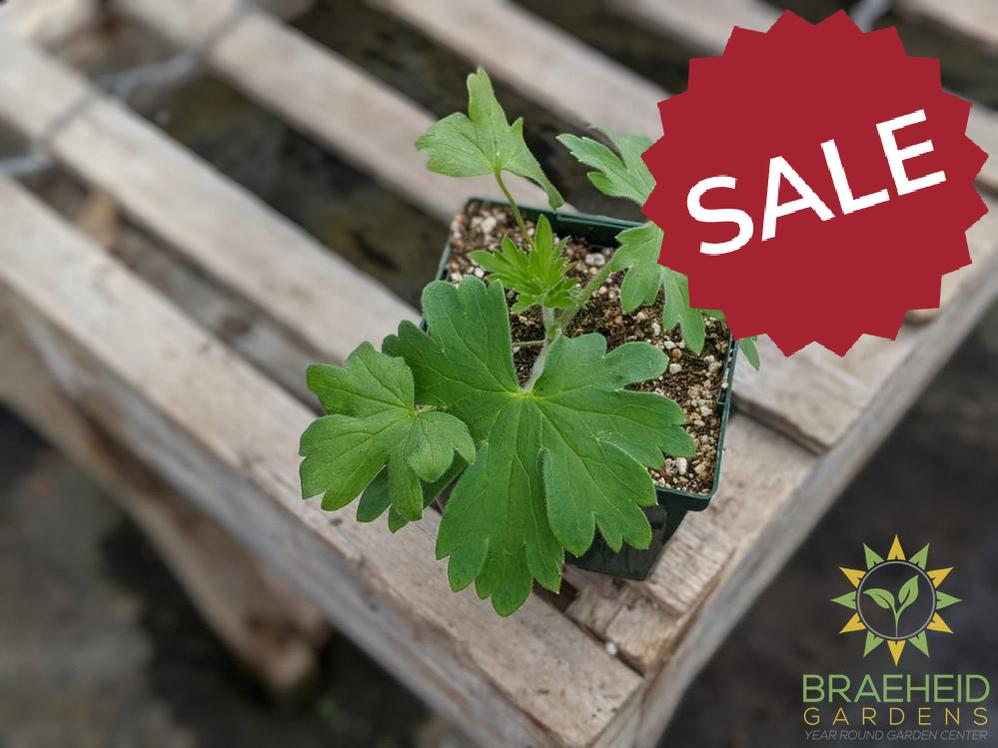 Delphinium 'NW Blue Lace' - NO SHIP -