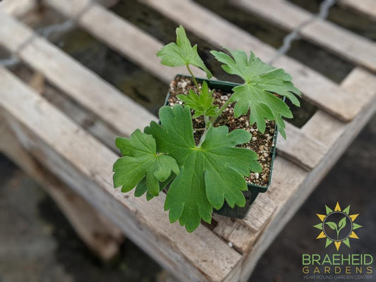 Delphinium 'NW Blue Lace' - NO SHIP -