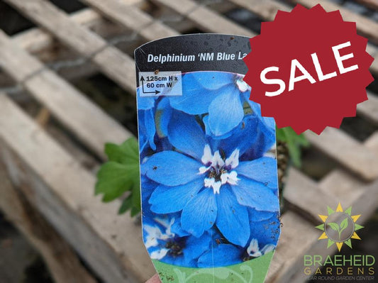 Delphinium 'NW Blue Lace' - NO SHIP -