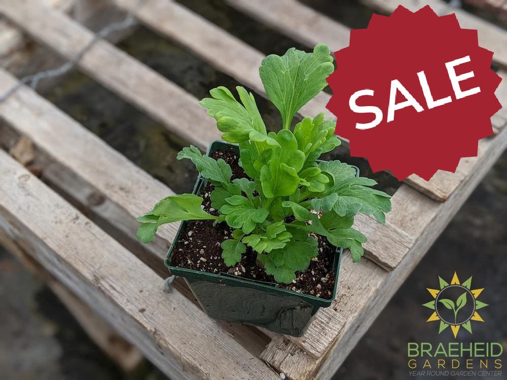 Iceland Poppy 'Champagne Bubbles' - NO SHIP -