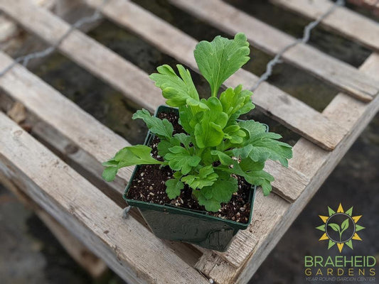 Iceland Poppy 'Champagne Bubbles' - NO SHIP -