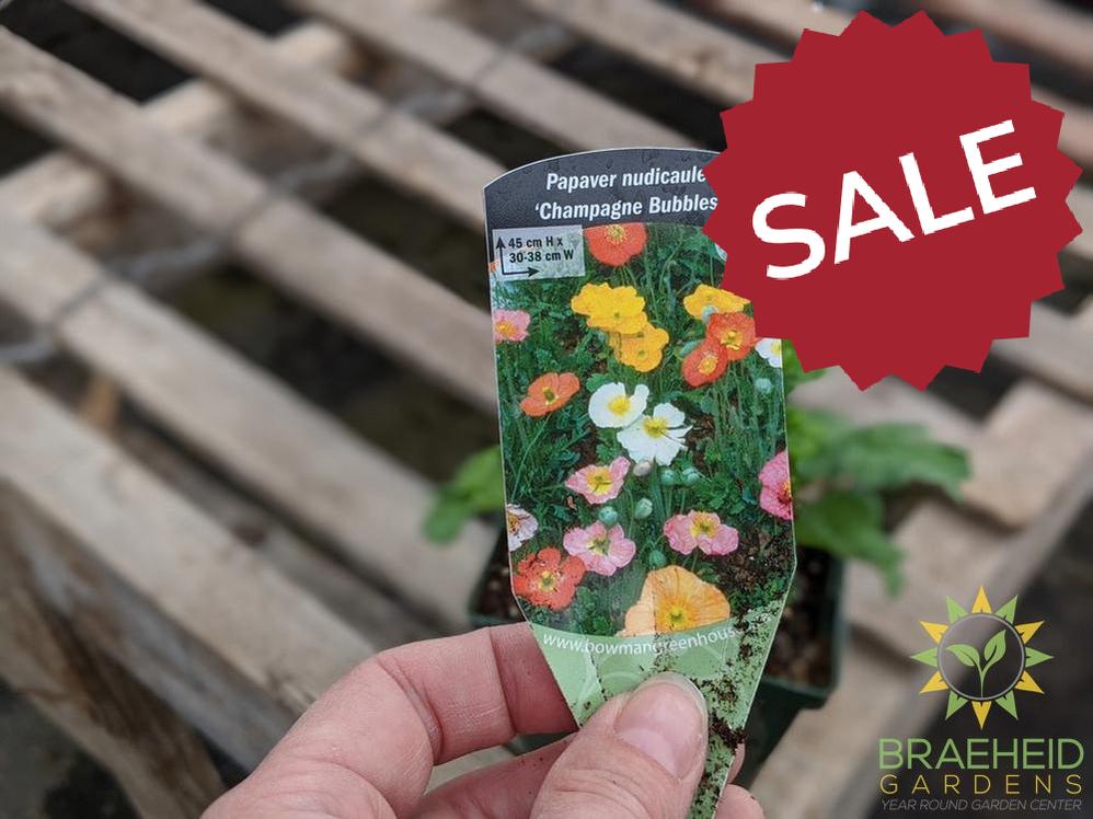 Iceland Poppy 'Champagne Bubbles' - NO SHIP -