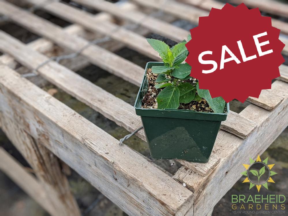 Balloon Flower 'Astra Blue' - NO SHIP -