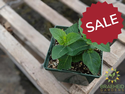 Balloon Flower 'Astra Blue' - NO SHIP -