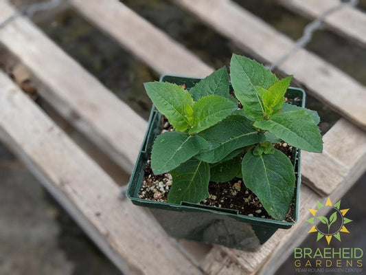 Balloon Flower 'Astra Blue' - NO SHIP -