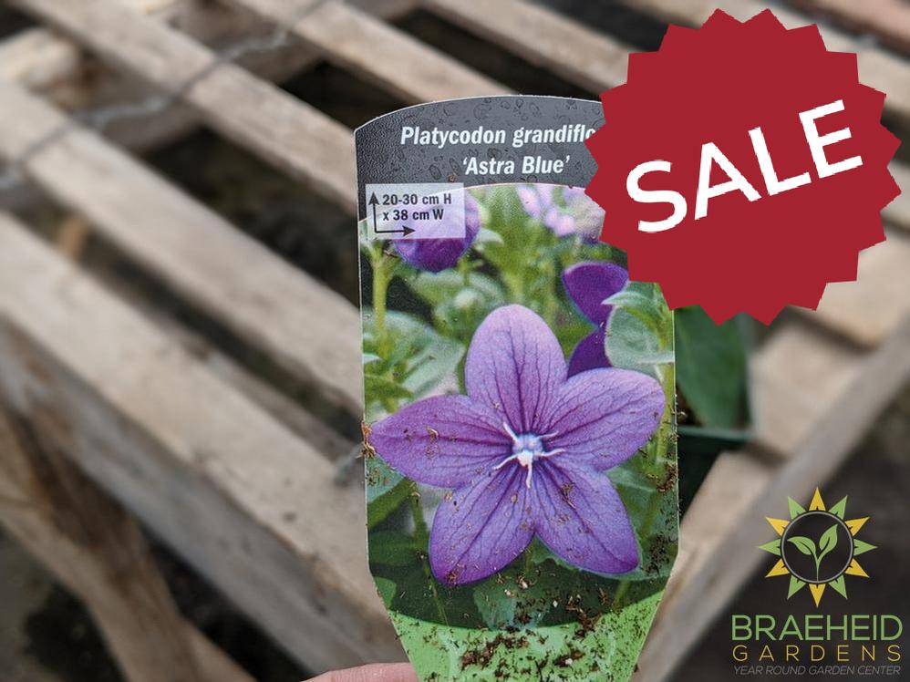 Balloon Flower 'Astra Blue' - NO SHIP -