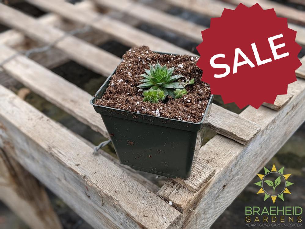 Sempervivum 'Sunset'