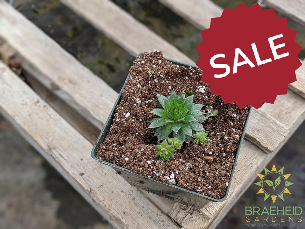 Sempervivum 'Sunset'