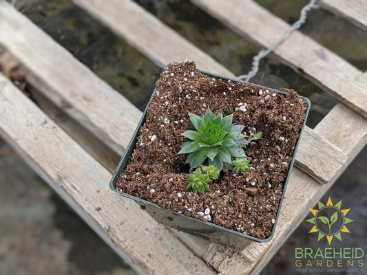 Sempervivum 'Sunset'