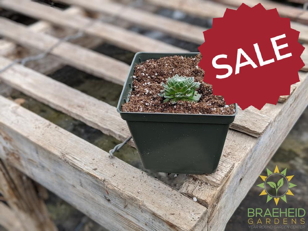 Sempervivum 'Cobweb'