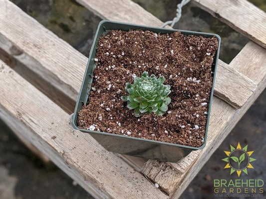 Sempervivum 'Cobweb'