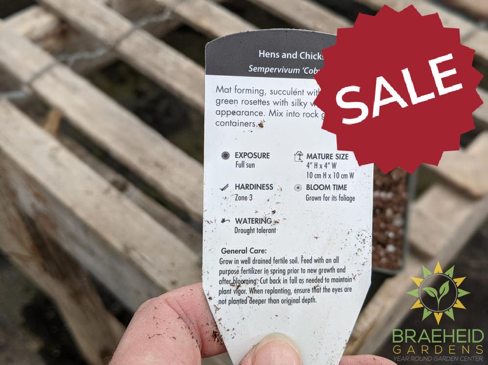 Sempervivum 'Cobweb'