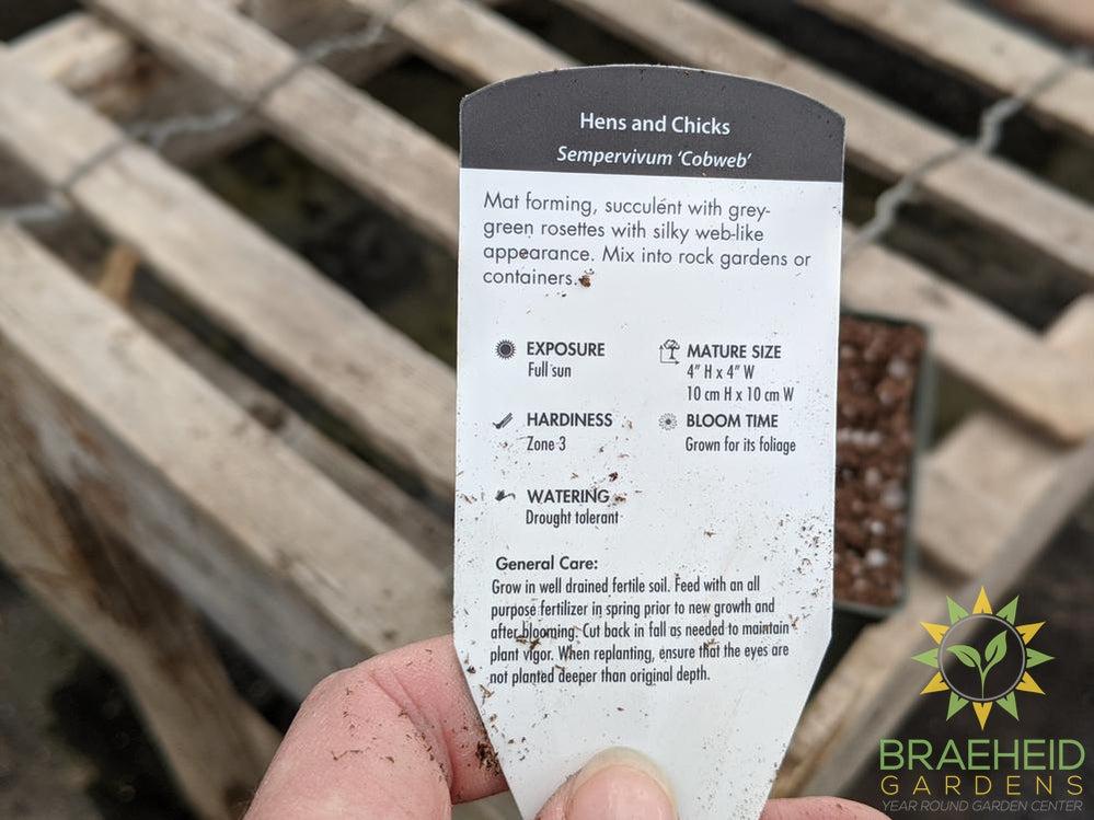 Sempervivum 'Cobweb'