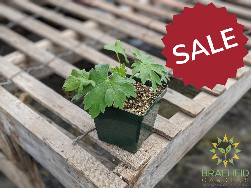 Delphinium 'NW Blue Lace' - NO SHIP -