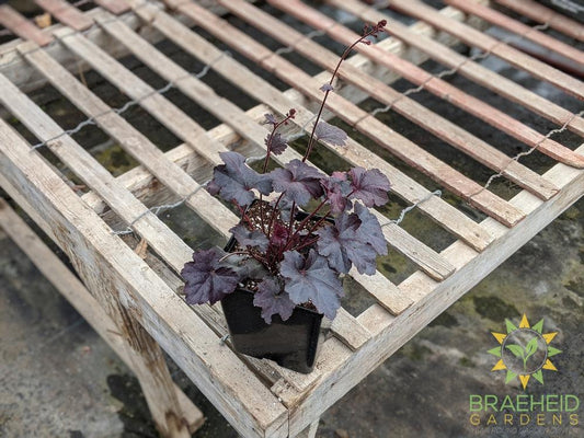 Heuchera 'Obsidian' - NO SHIP -