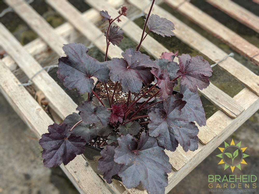 Heuchera 'Obsidian' - NO SHIP -