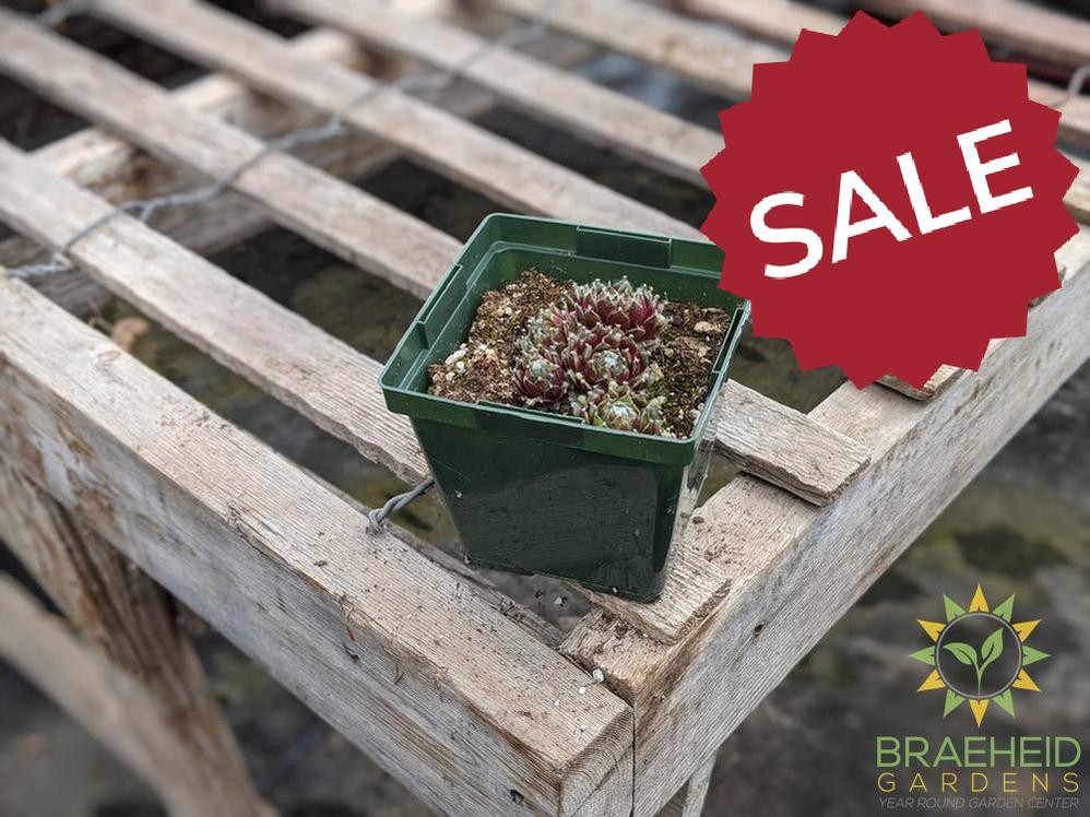 Sempervivum 'Mixed Hen and Chicks'