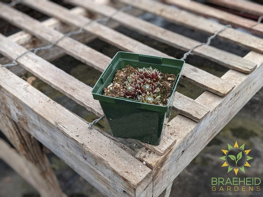 Sempervivum 'Mixed Hen and Chicks'