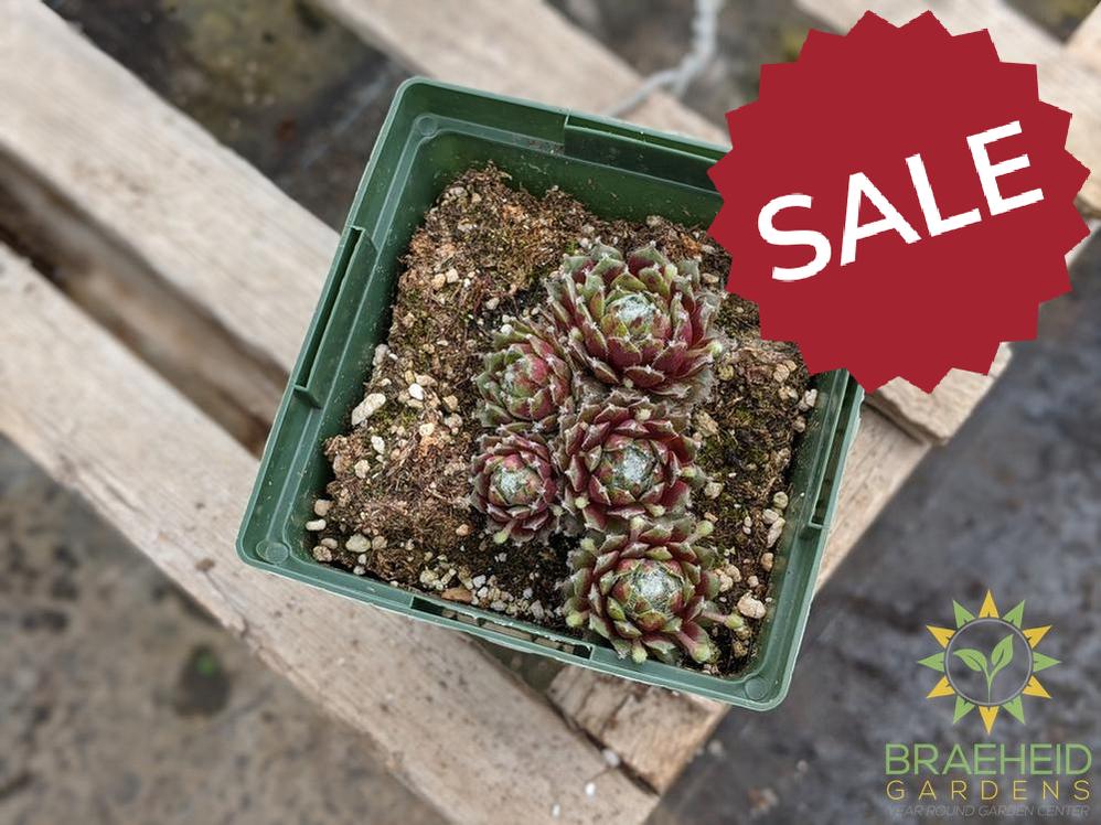 Sempervivum 'Mixed Hen and Chicks'