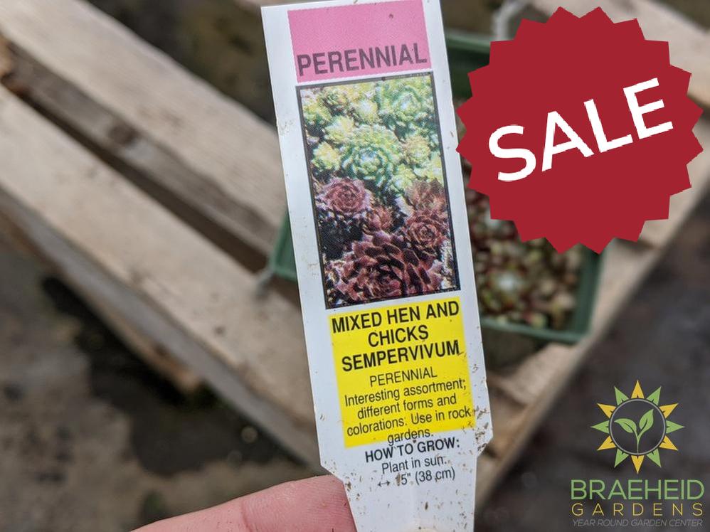 Sempervivum 'Mixed Hen and Chicks'