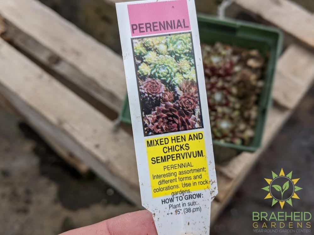 Sempervivum 'Mixed Hen and Chicks'