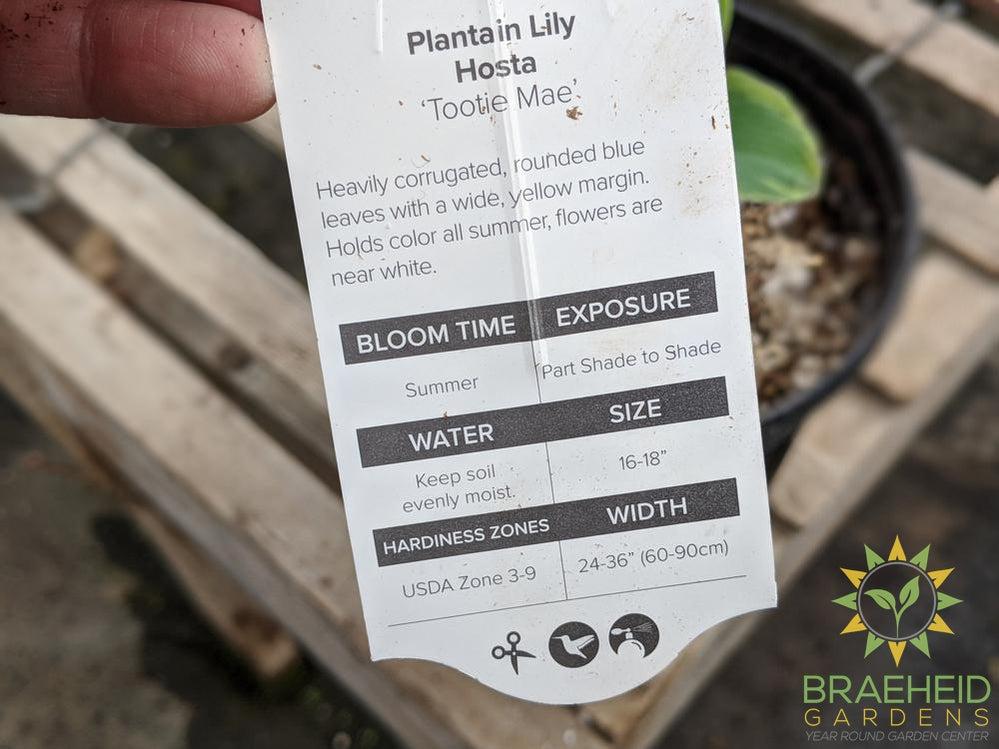 Hosta 'Tootie Mae' - NO SHIP -