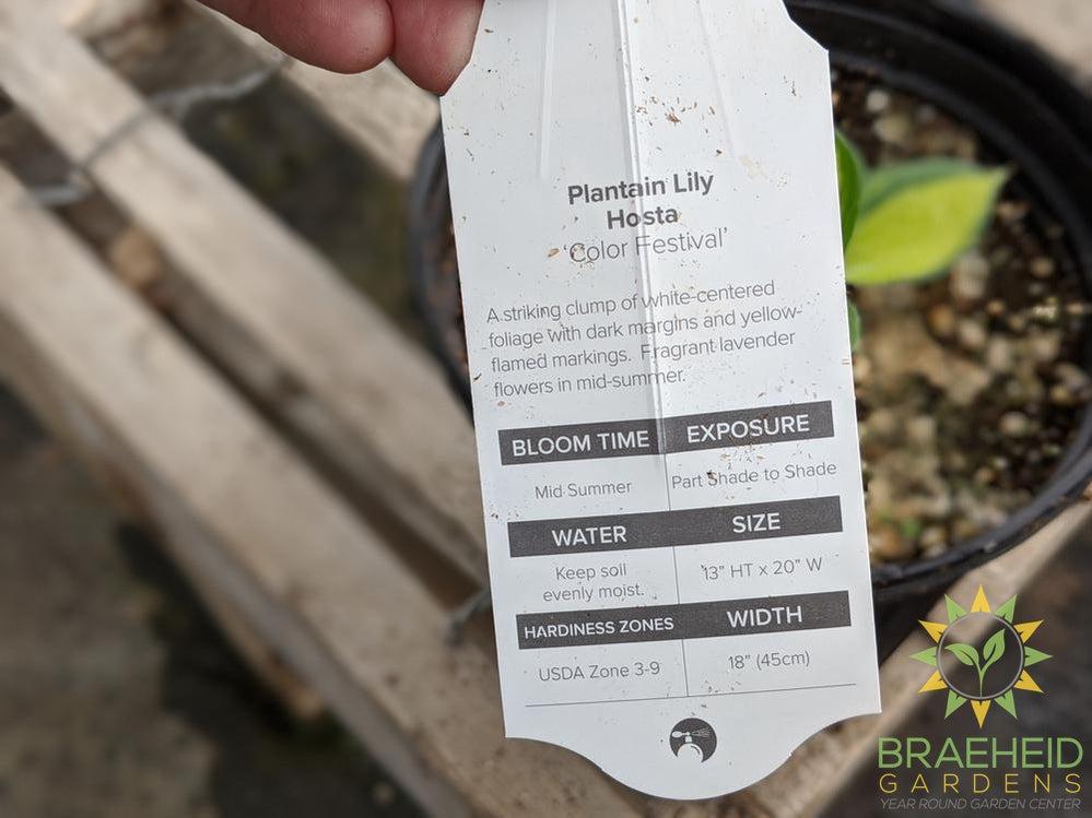 Hosta 'Color Festival' - NO SHIP -