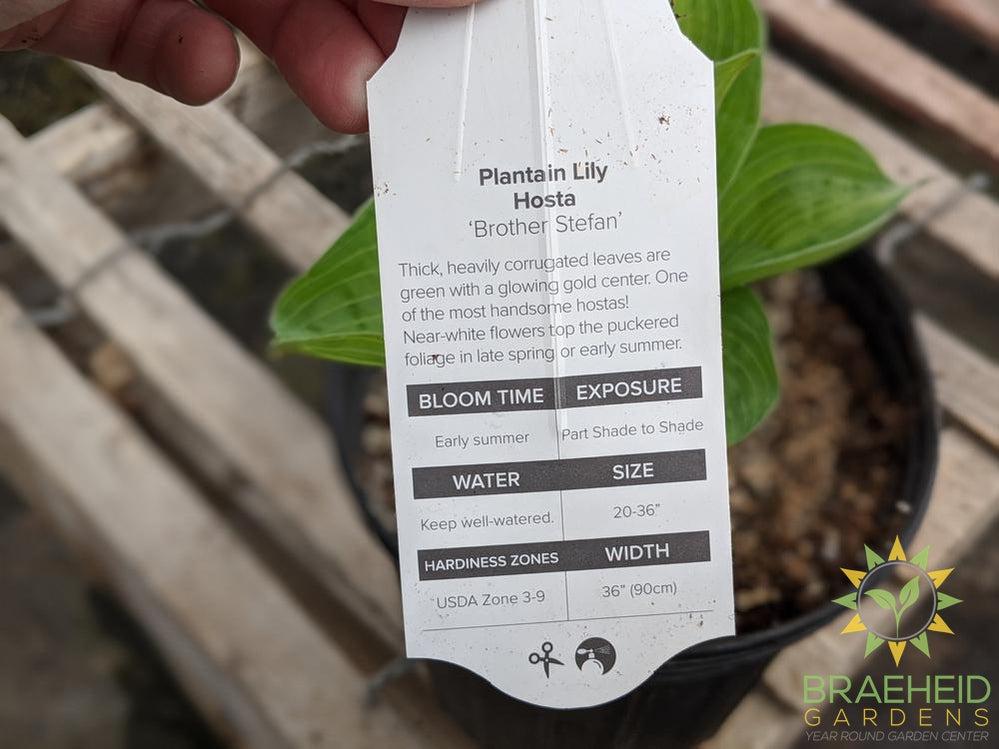 Hosta 'Brother Stefan' - NO SHIP -