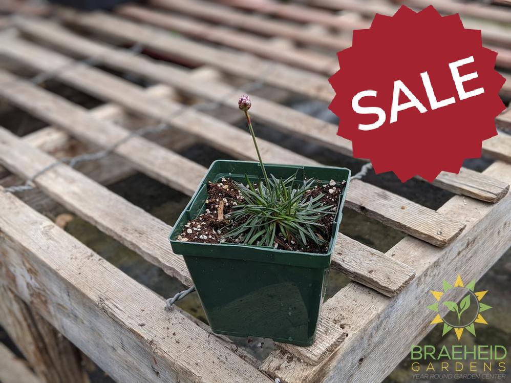 Armeria 'Rubrifolia' - NO SHIP -